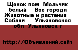 Щенок пом. Мальчик белый  - Все города Животные и растения » Собаки   . Ульяновская обл.,Ульяновск г.